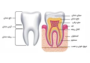 ساختار علمی دندان