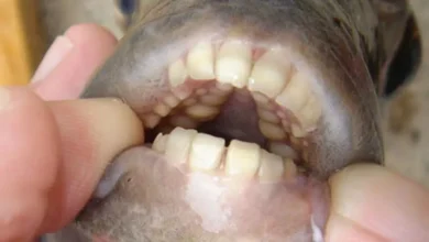 مقایسه دندان انسان ها و حیوانات