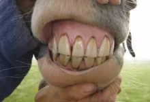 دندان یک اسب