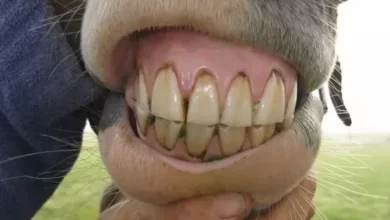 دندان یک اسب
