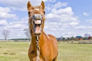 دندان اسب 